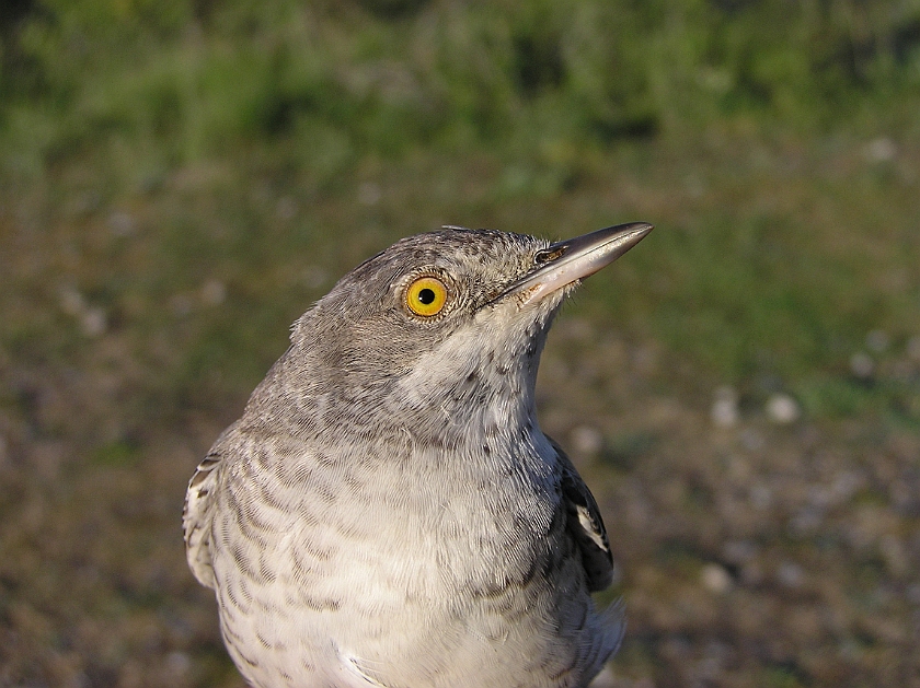 Barred Warbler, Sundre 20080608